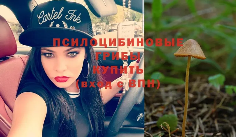 Псилоцибиновые грибы Psilocybe  Заозёрный 